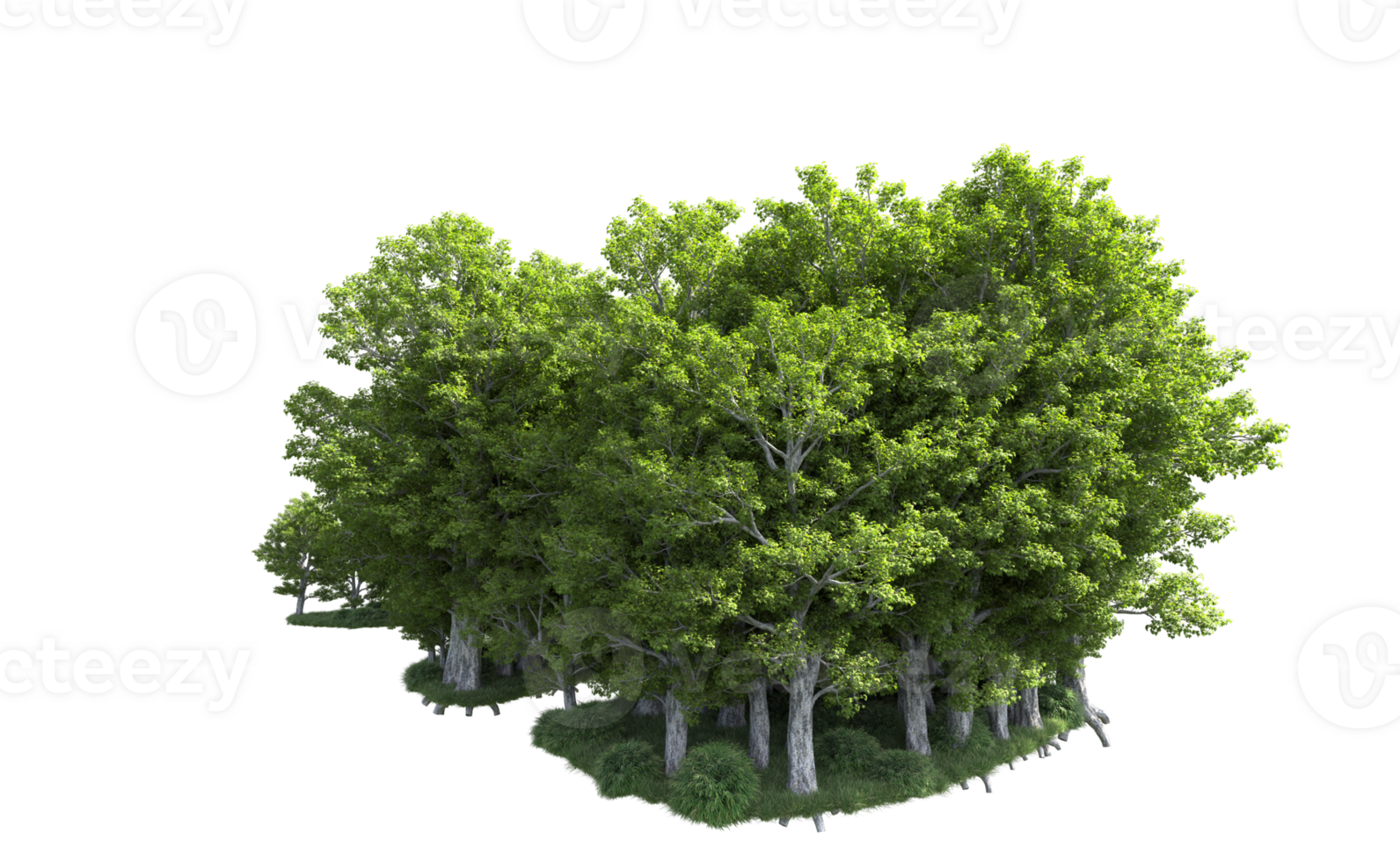 Green forest isolated on background. 3d rendering - illustration png