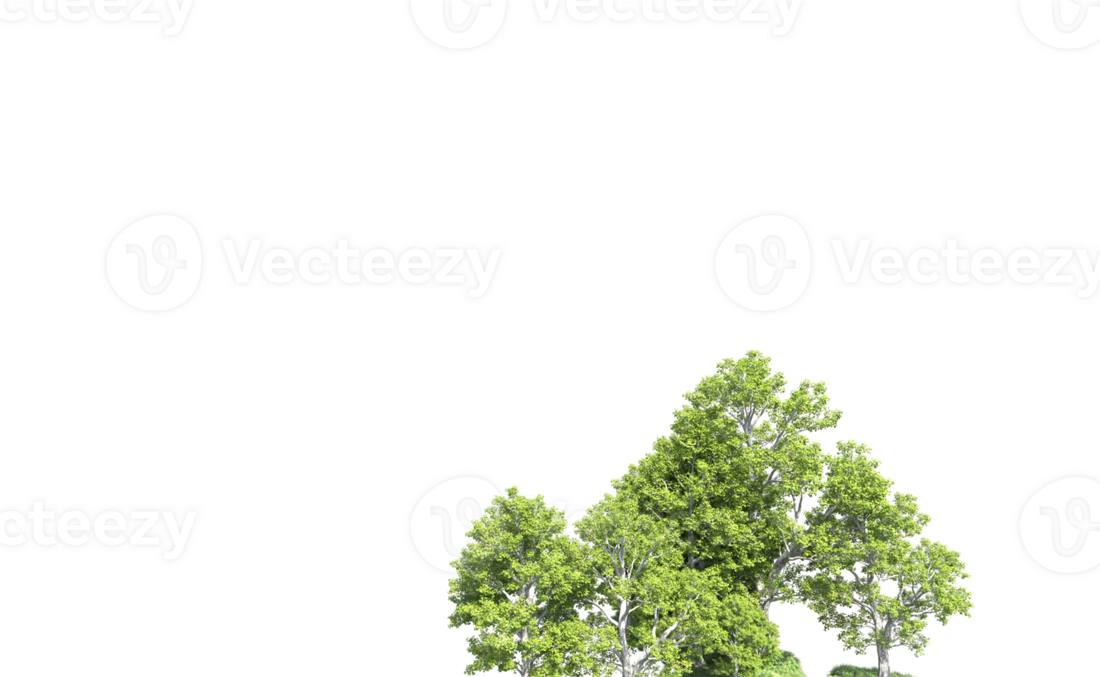 Green forest isolated on background. 3d rendering - illustration png