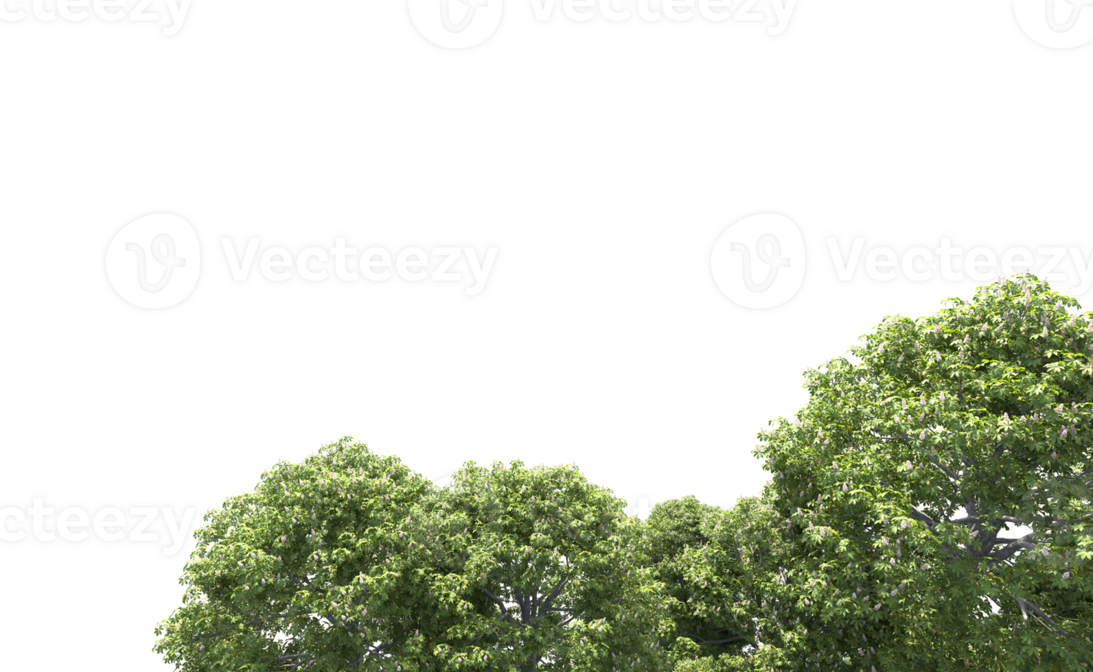 Green forest isolated on background. 3d rendering - illustration png