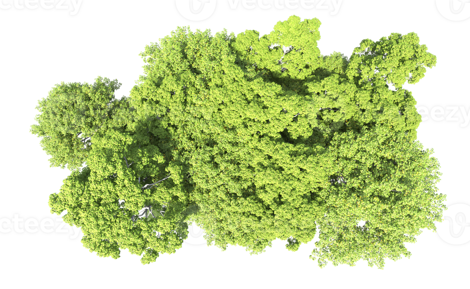 Green forest isolated on background. 3d rendering - illustration png