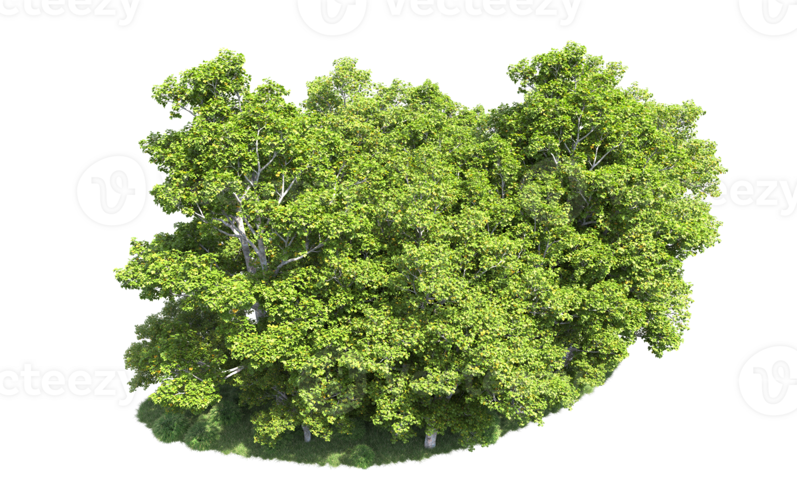 Green forest isolated on background. 3d rendering - illustration png