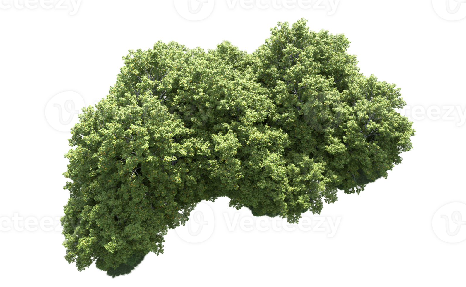 Green forest isolated on background. 3d rendering - illustration png