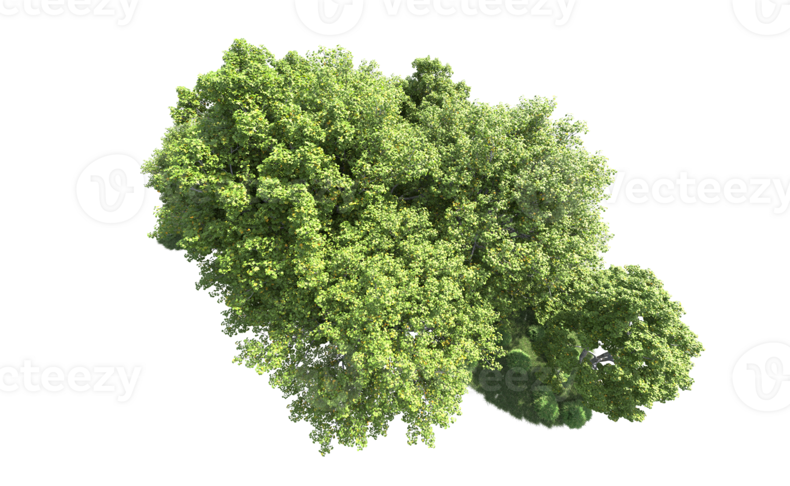 Green forest isolated on background. 3d rendering - illustration png