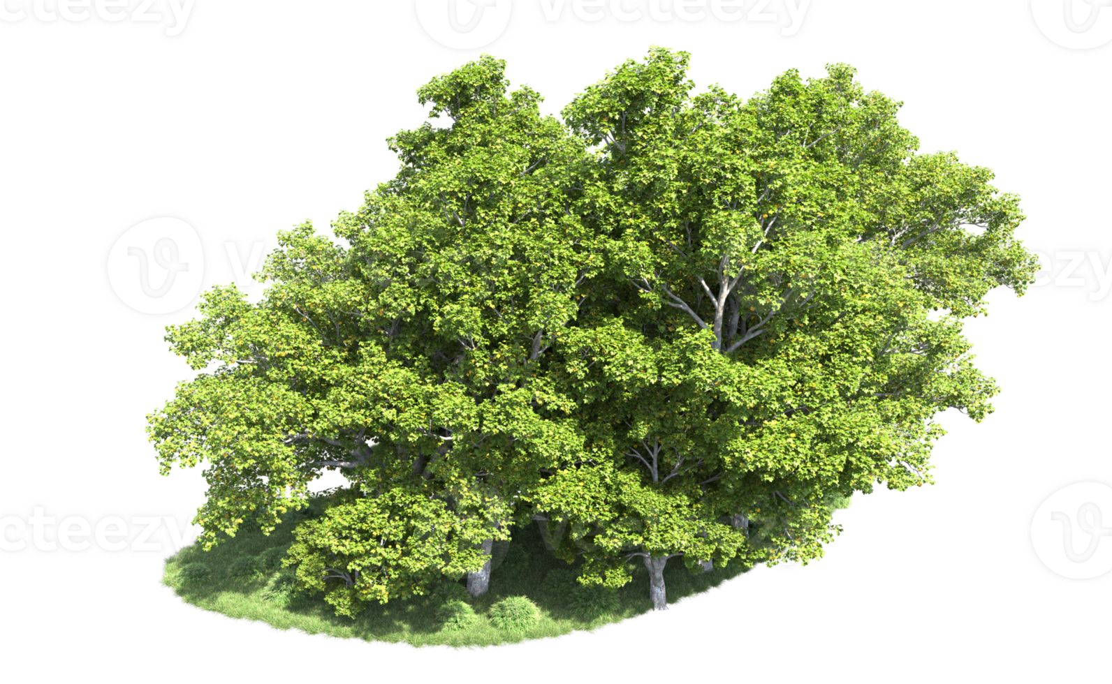 Green forest isolated on background. 3d rendering - illustration png