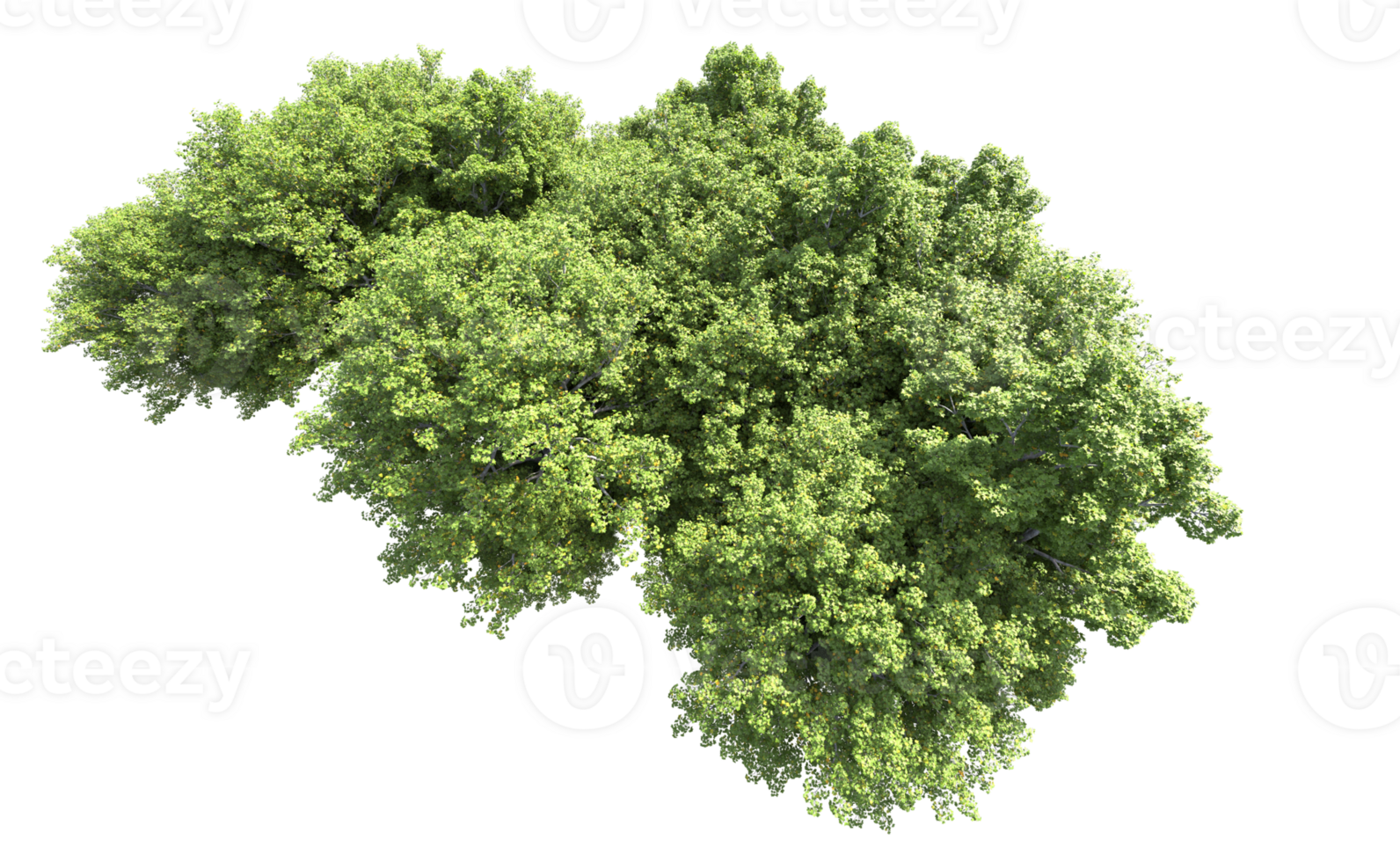 Green forest isolated on background. 3d rendering - illustration png
