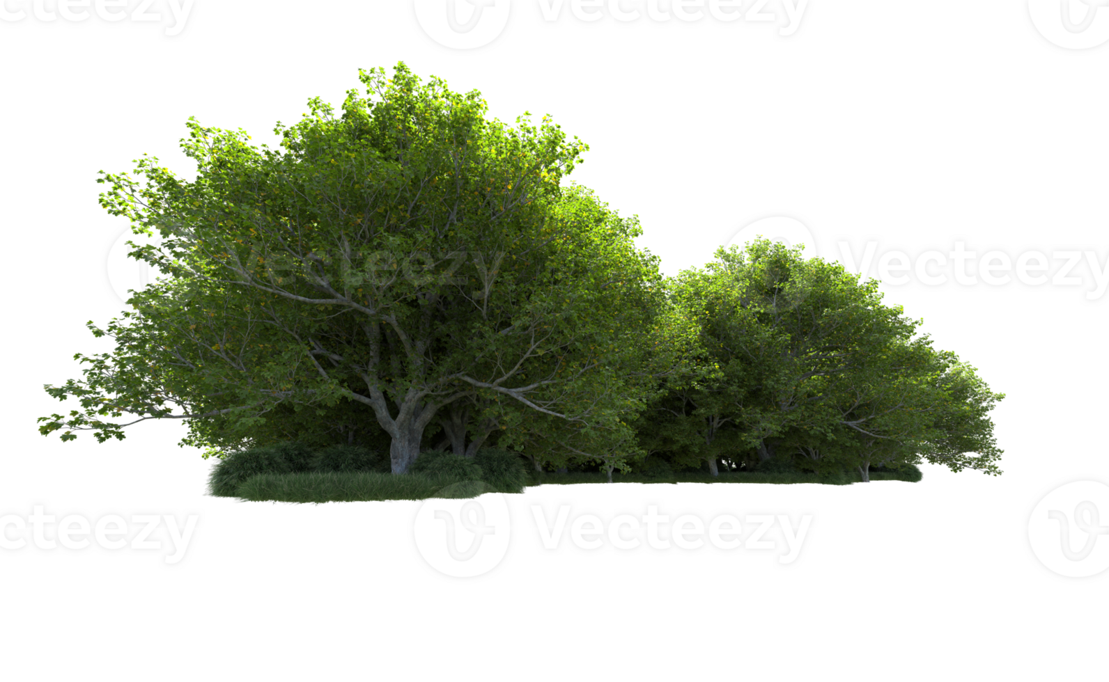 Green forest isolated on background. 3d rendering - illustration png