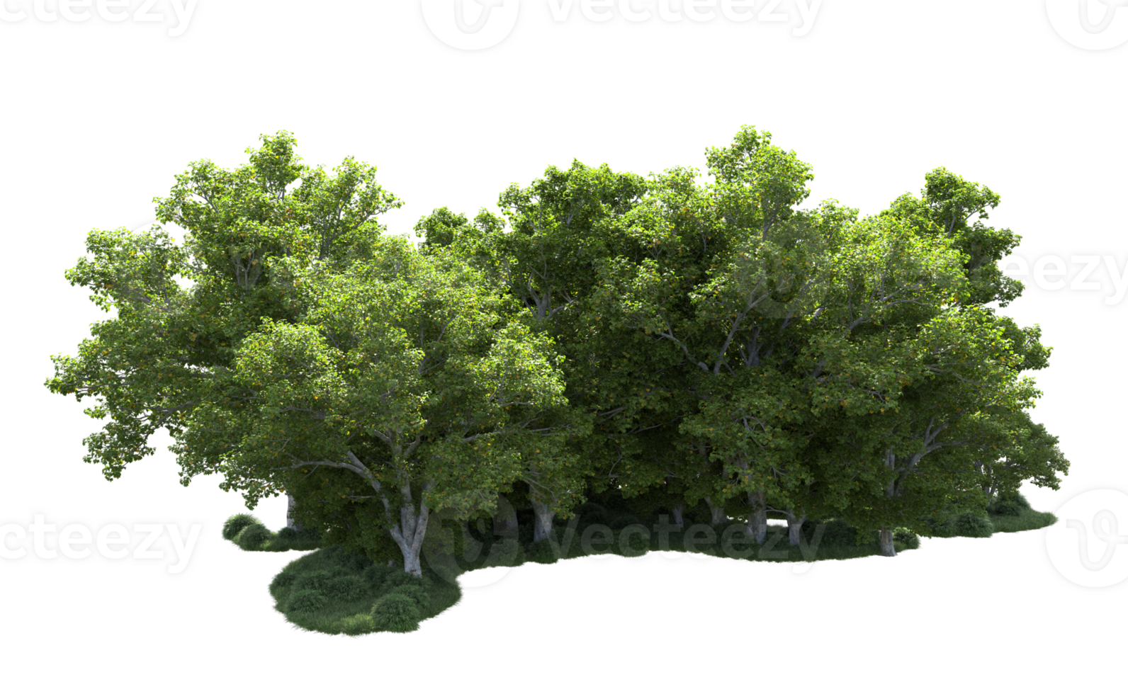 Green forest isolated on background. 3d rendering - illustration png