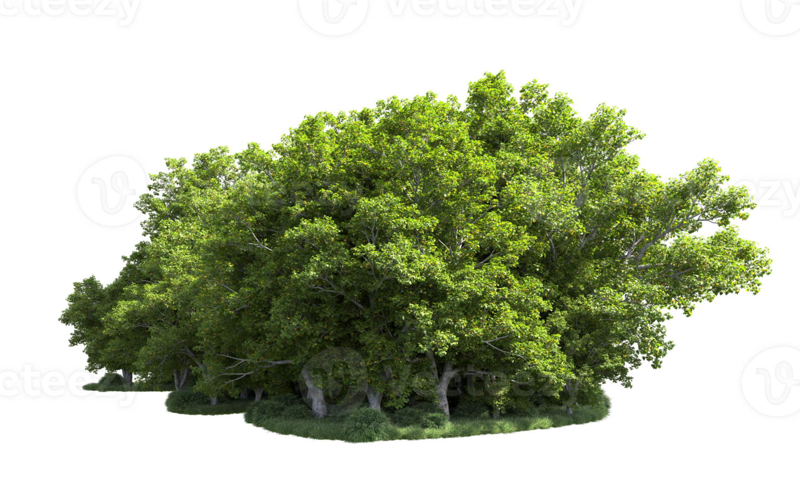 Green forest isolated on background. 3d rendering - illustration png