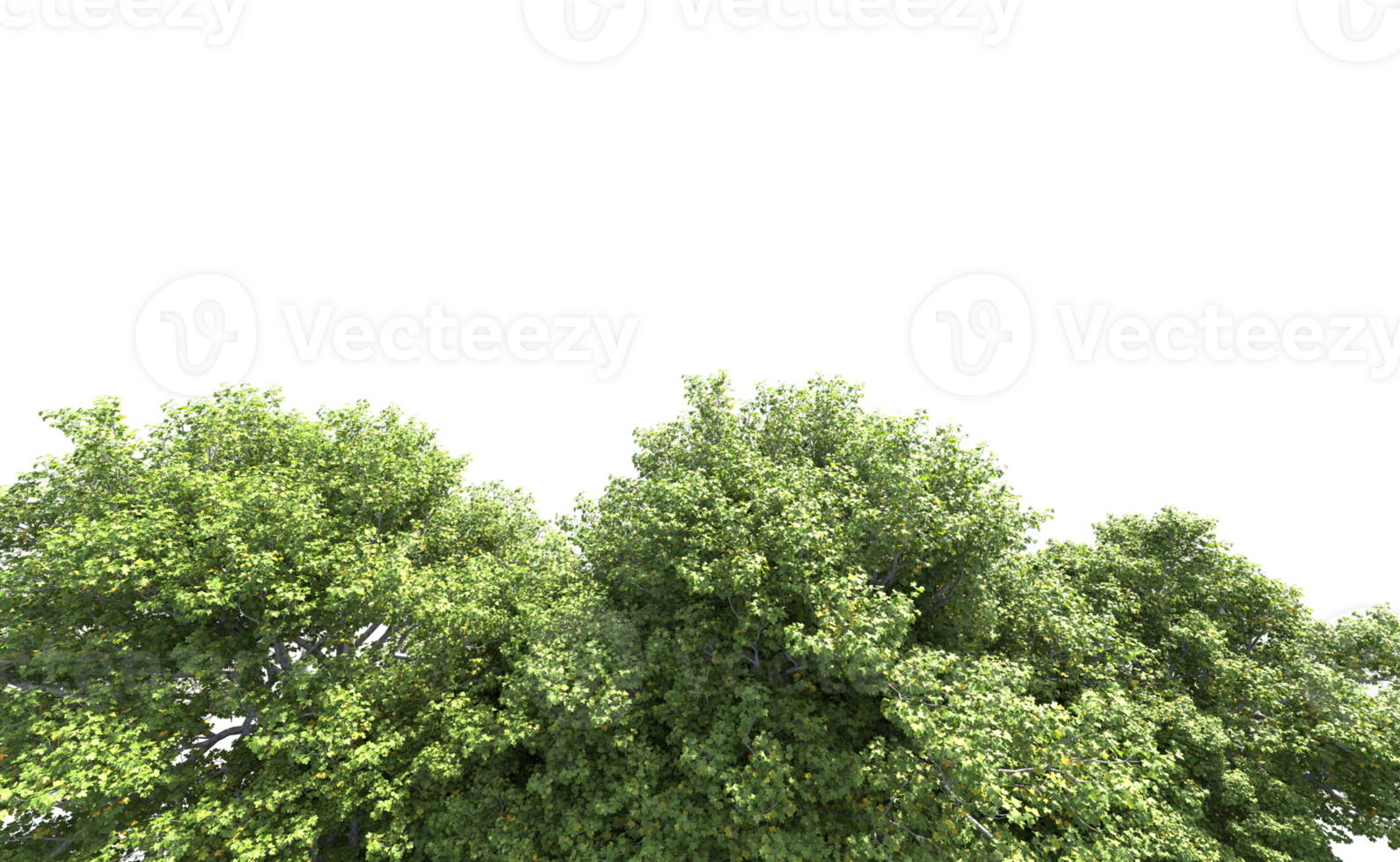 Green forest isolated on background. 3d rendering - illustration png