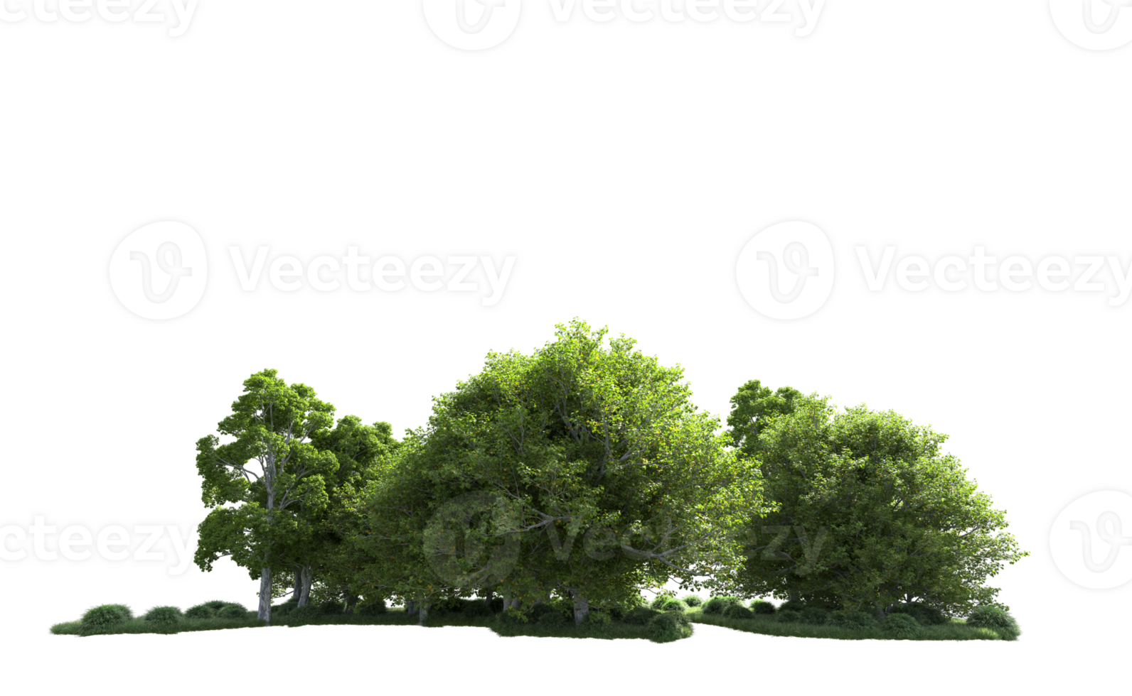 Green forest isolated on background. 3d rendering - illustration png