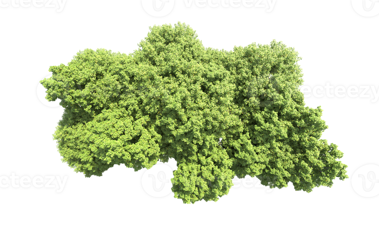 Green forest isolated on background. 3d rendering - illustration png