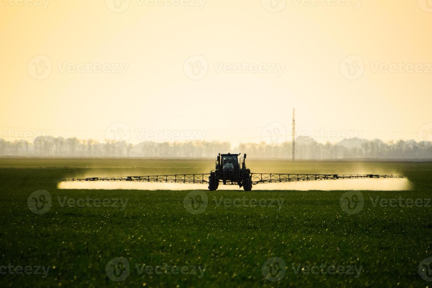 tractor with the help of a sprayer sprays liquid fertilizers on young wheat in the field. photo