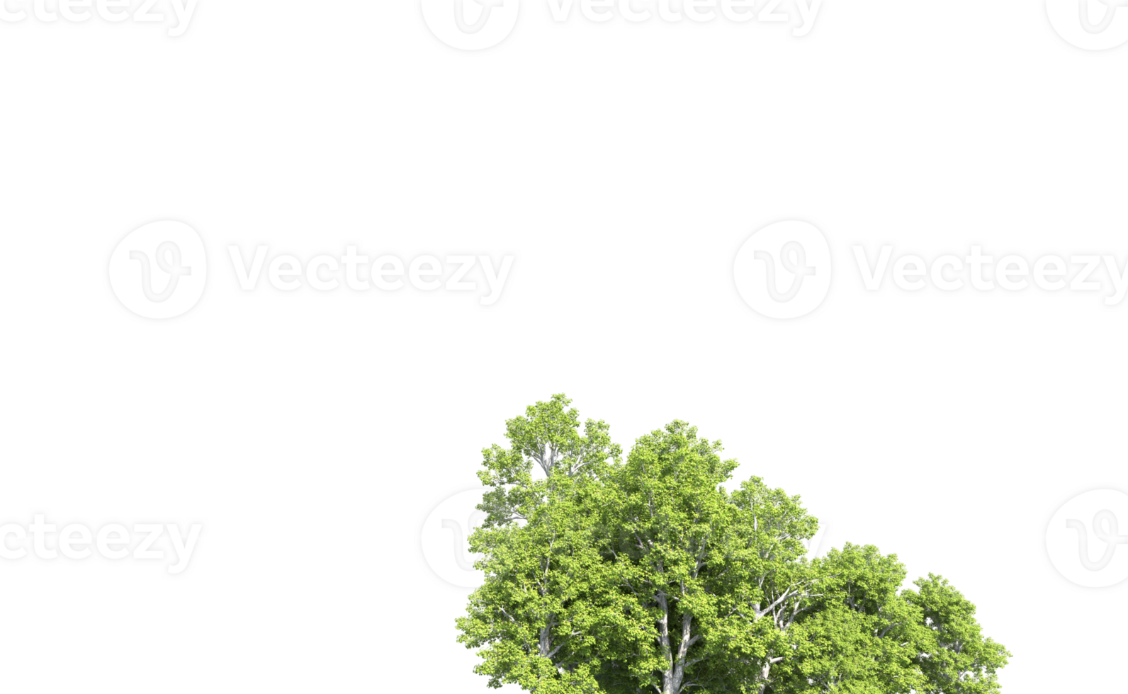 Green forest isolated on background. 3d rendering - illustration png