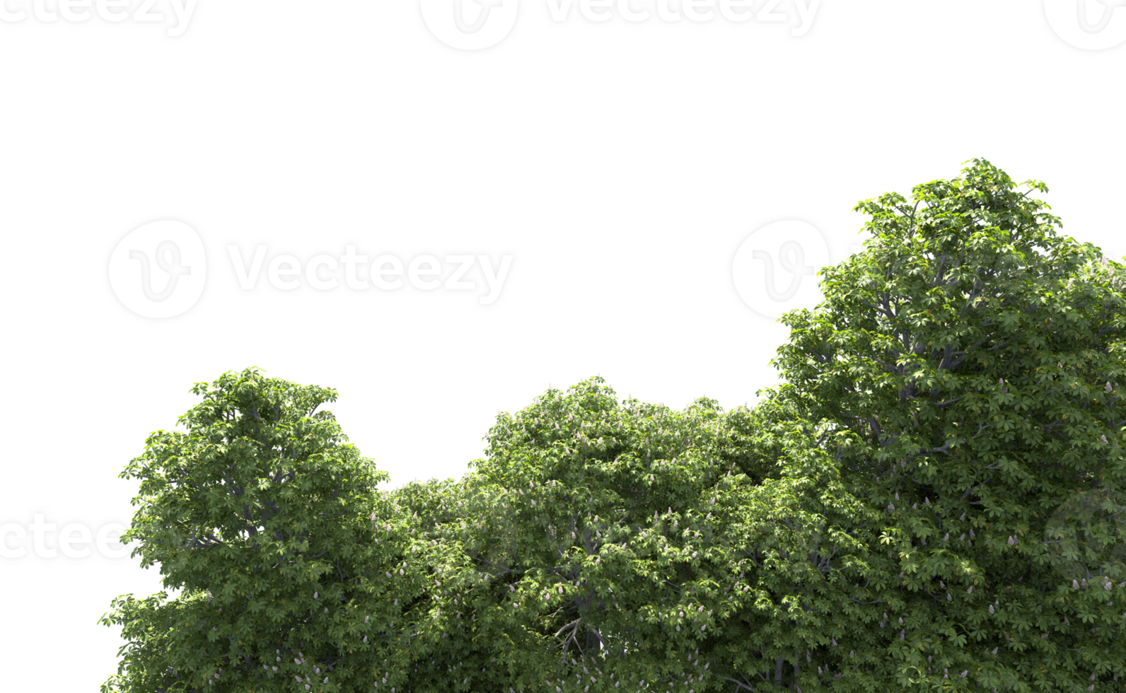 Green forest isolated on background. 3d rendering - illustration png
