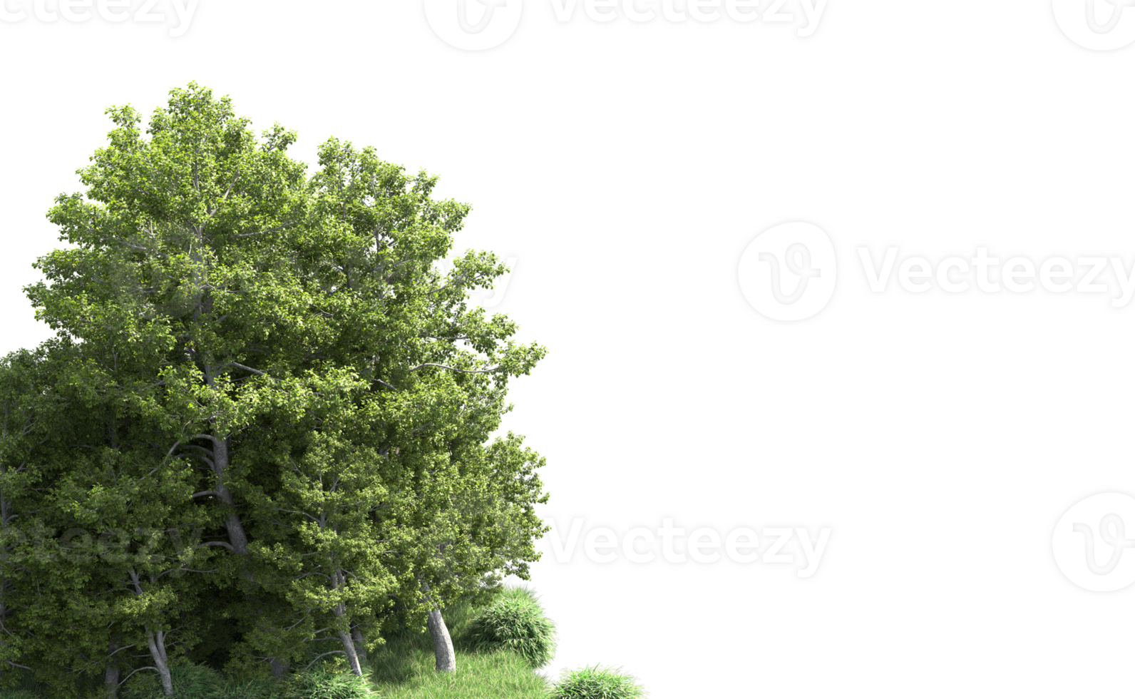 Green forest isolated on background. 3d rendering - illustration png