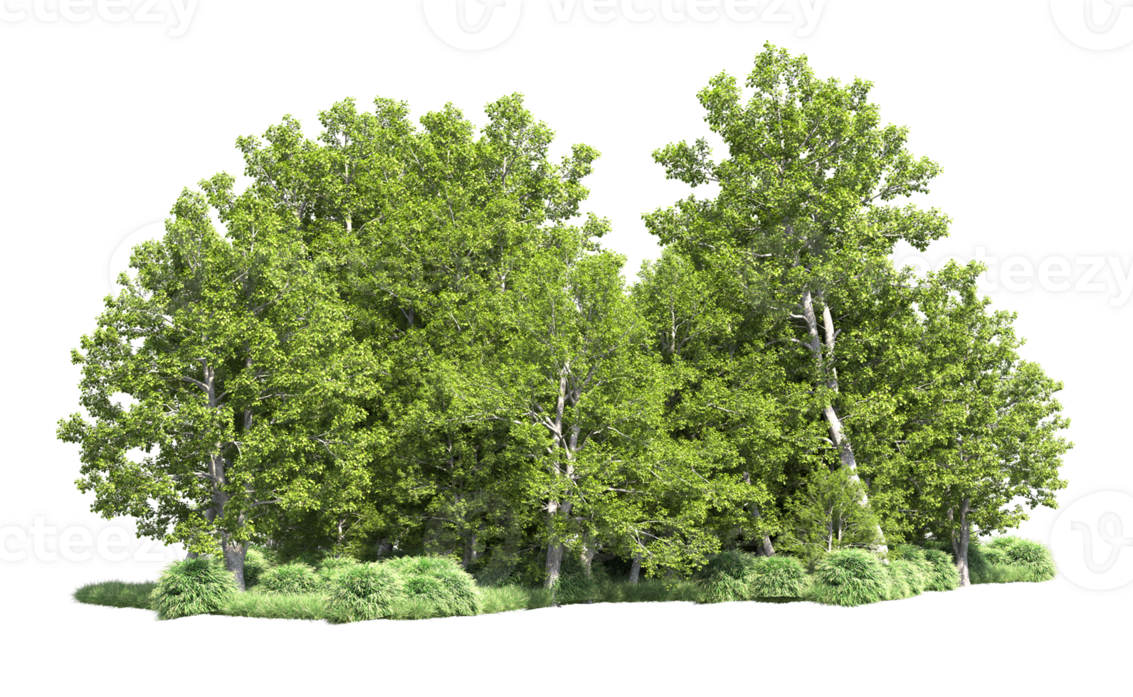 Green forest isolated on background. 3d rendering - illustration png