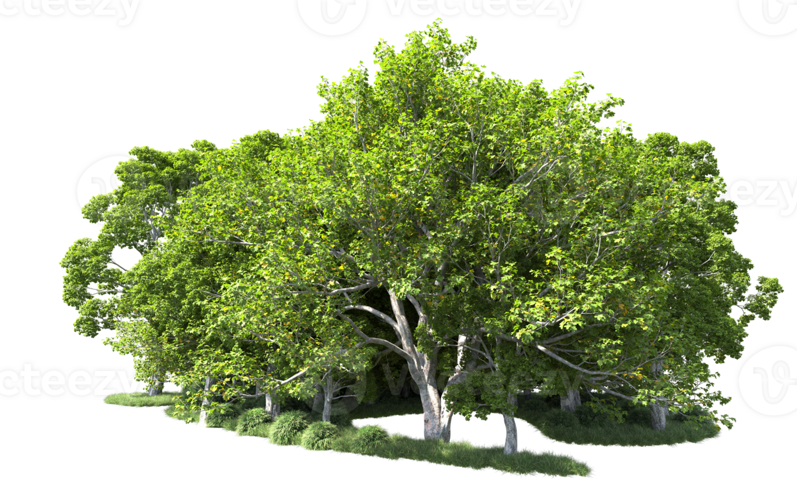 Green forest isolated on background. 3d rendering - illustration png