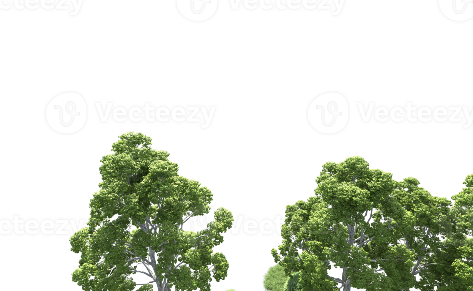 Green forest isolated on background. 3d rendering - illustration png