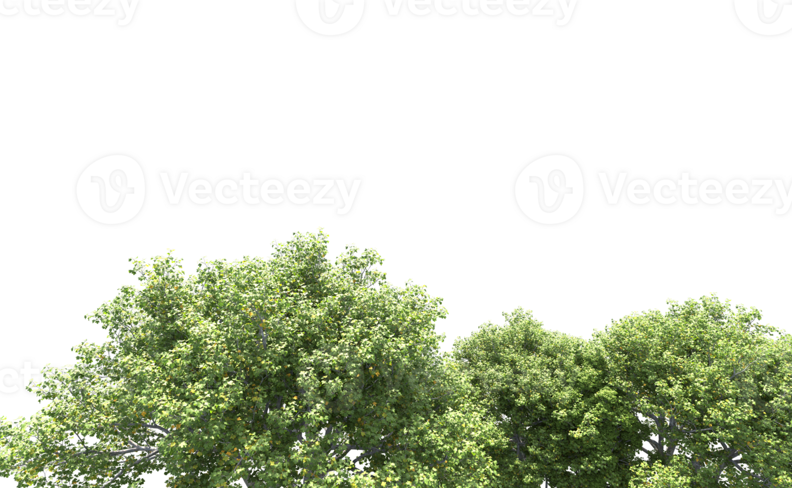 Green forest isolated on background. 3d rendering - illustration png