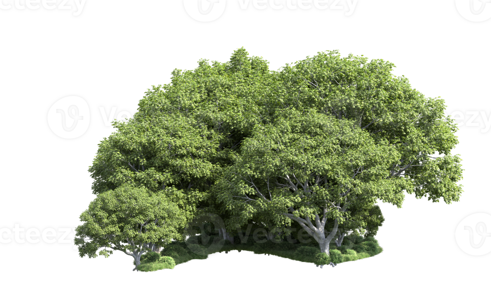 Green forest isolated on background. 3d rendering - illustration png