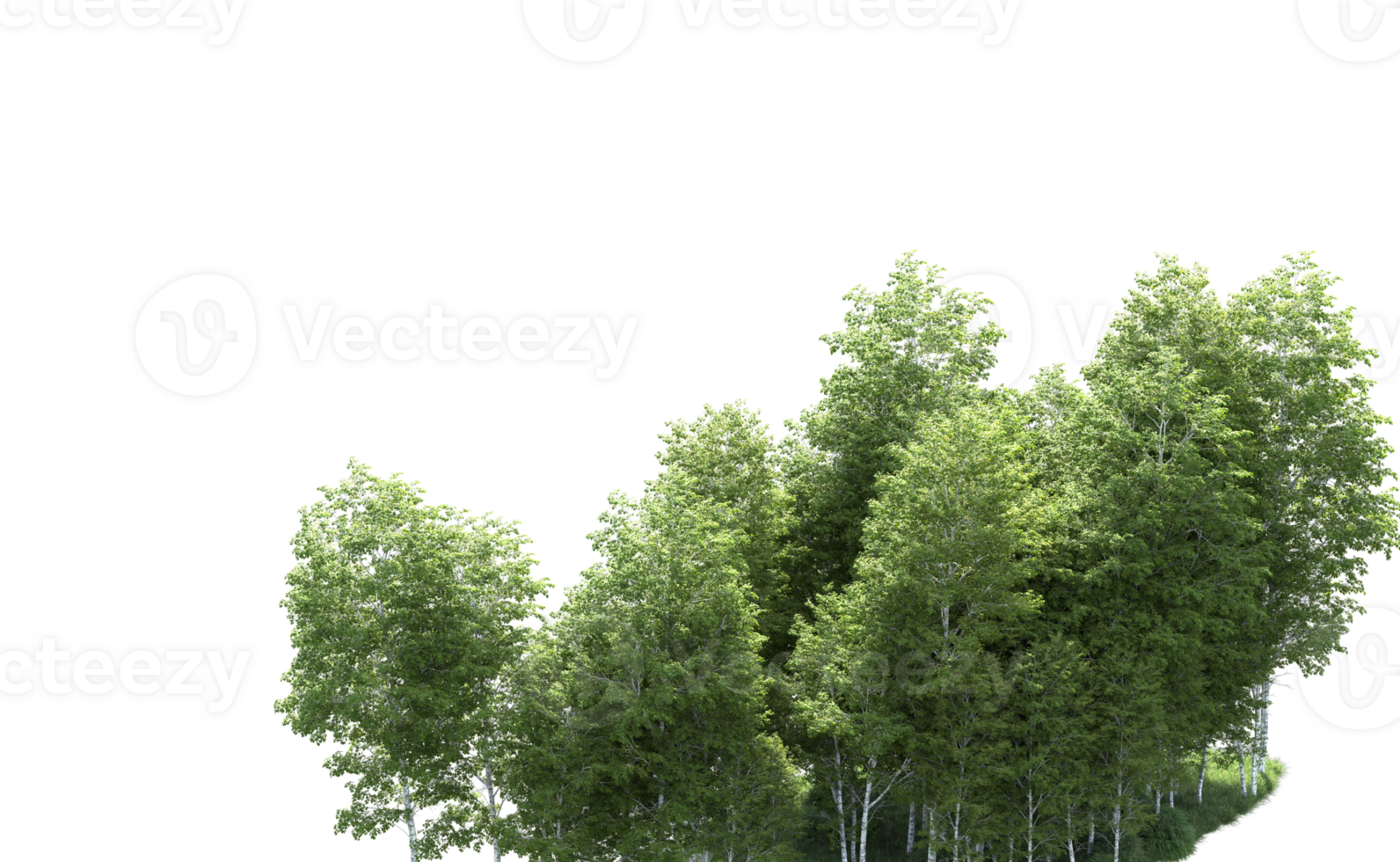 Green forest isolated on background. 3d rendering - illustration png