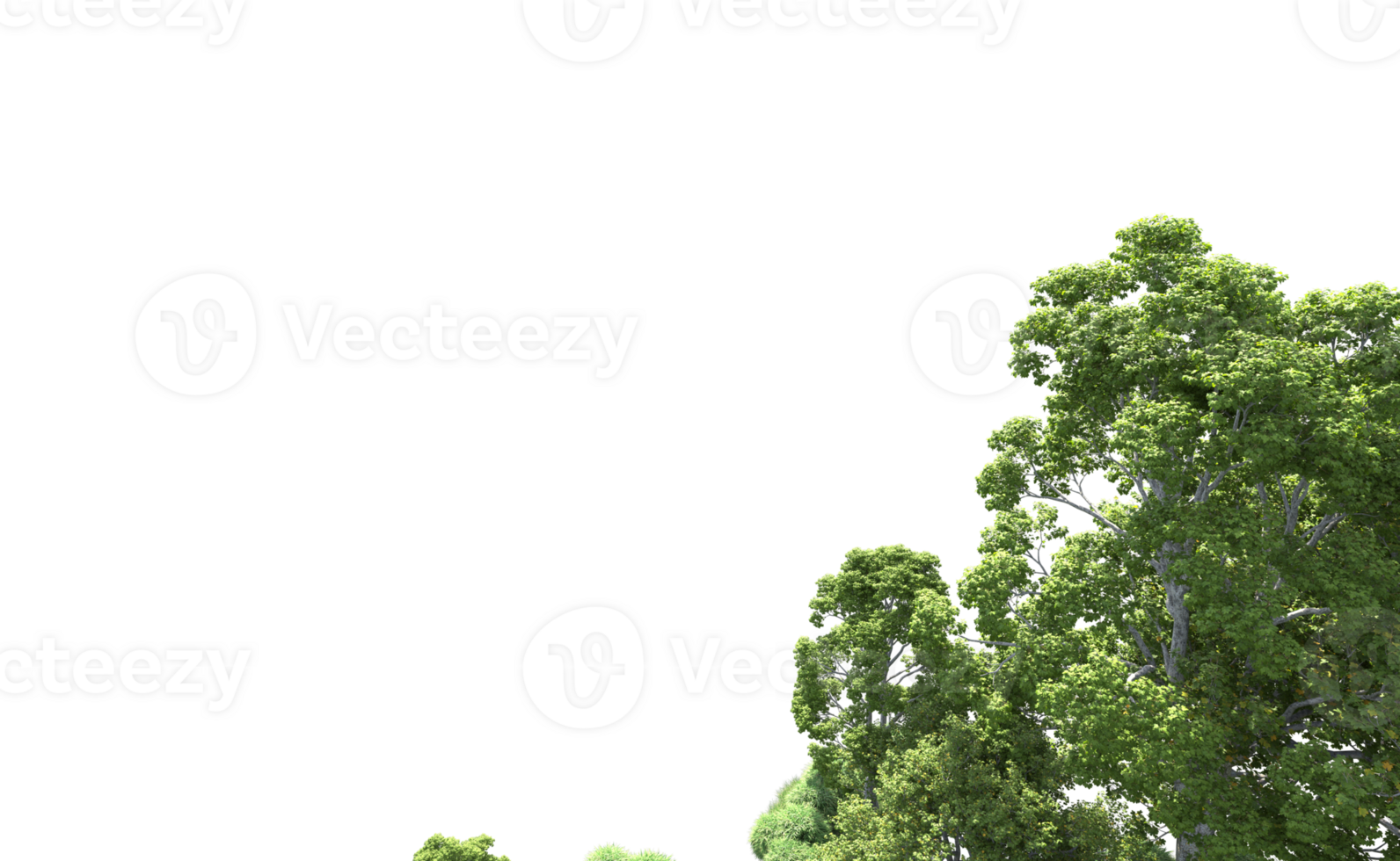 Green forest isolated on background. 3d rendering - illustration png