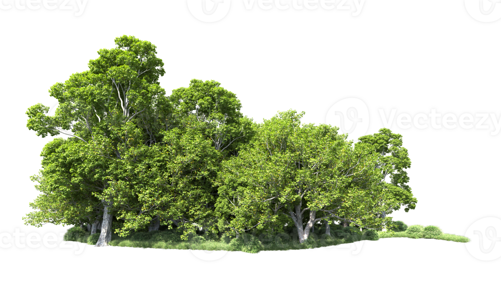 Green forest isolated on background. 3d rendering - illustration png