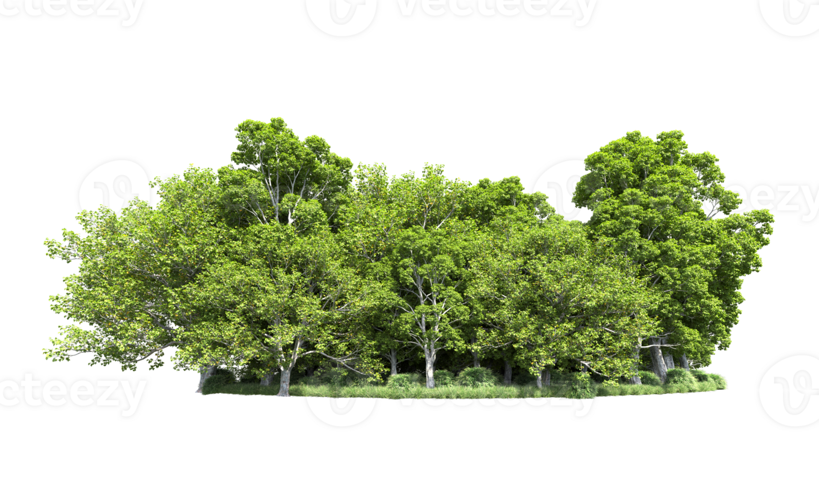 Green forest isolated on background. 3d rendering - illustration png