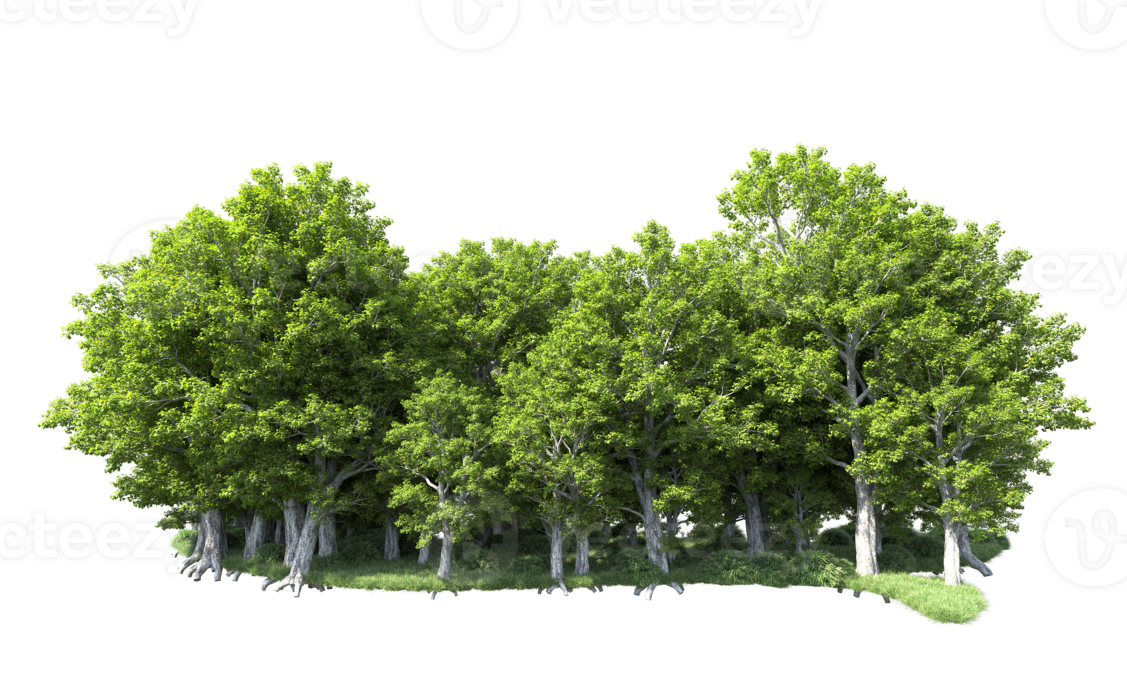 Green forest isolated on background. 3d rendering - illustration png