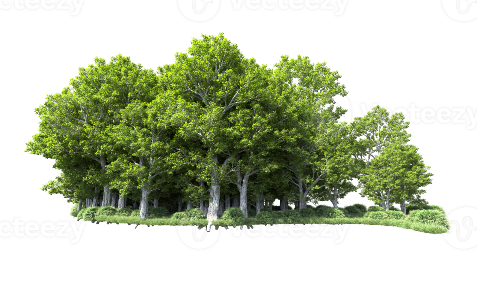 Green forest isolated on background. 3d rendering - illustration png