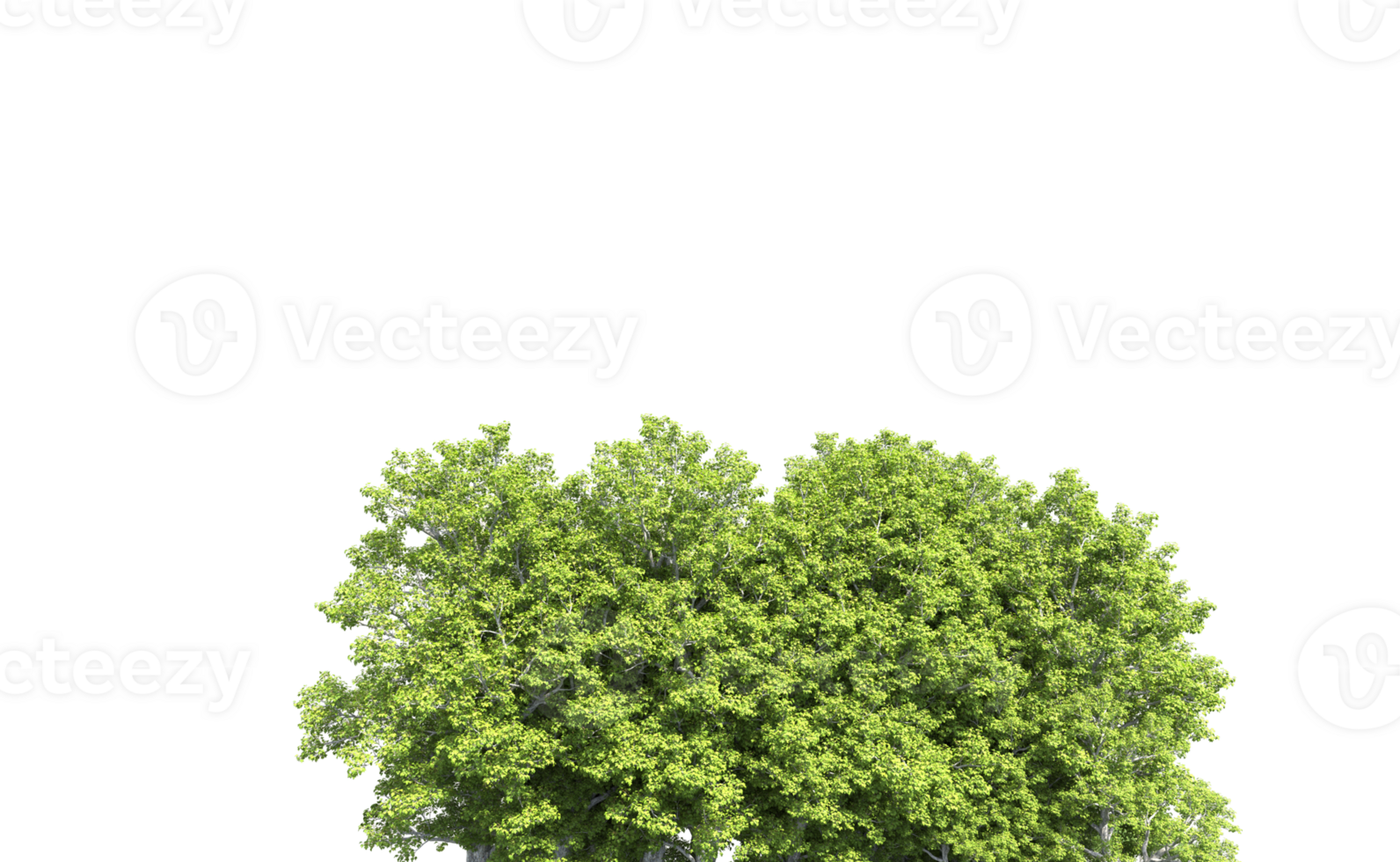 Green forest isolated on background. 3d rendering - illustration png