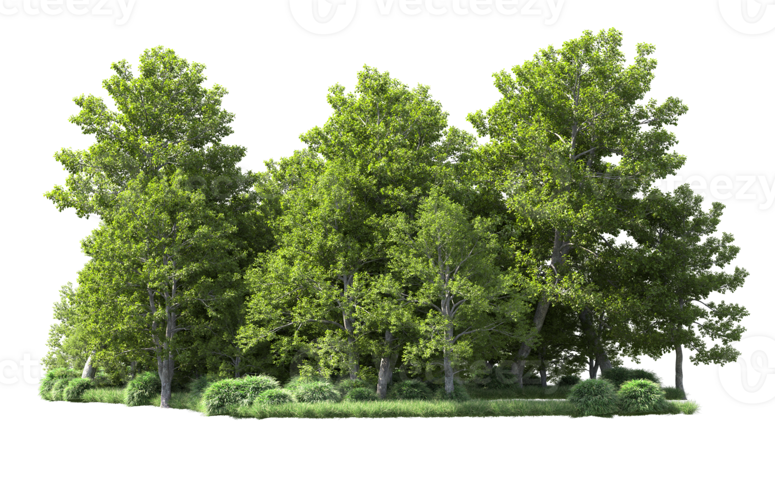 Green forest isolated on background. 3d rendering - illustration png