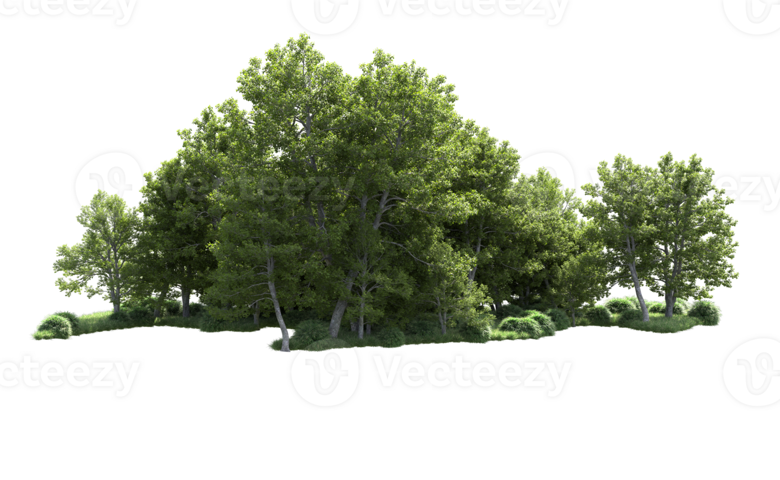 Green forest isolated on background. 3d rendering - illustration png