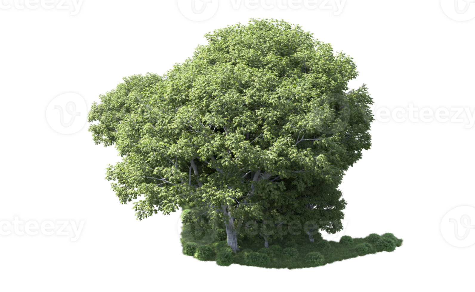 Green forest isolated on background. 3d rendering - illustration png