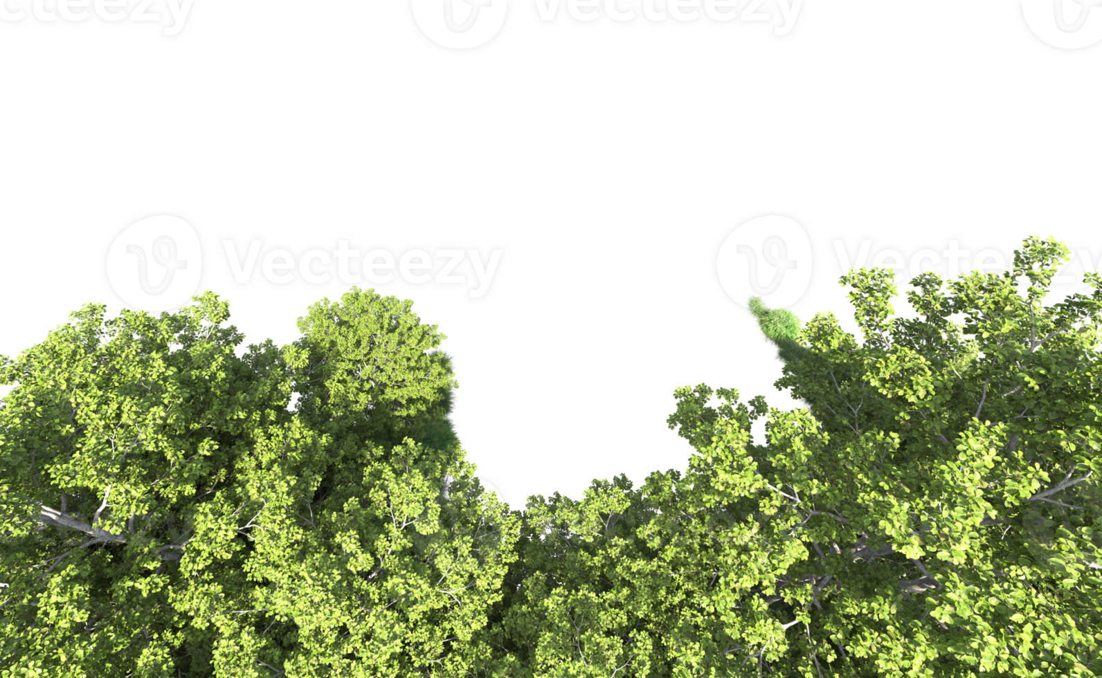 Green forest isolated on background. 3d rendering - illustration png