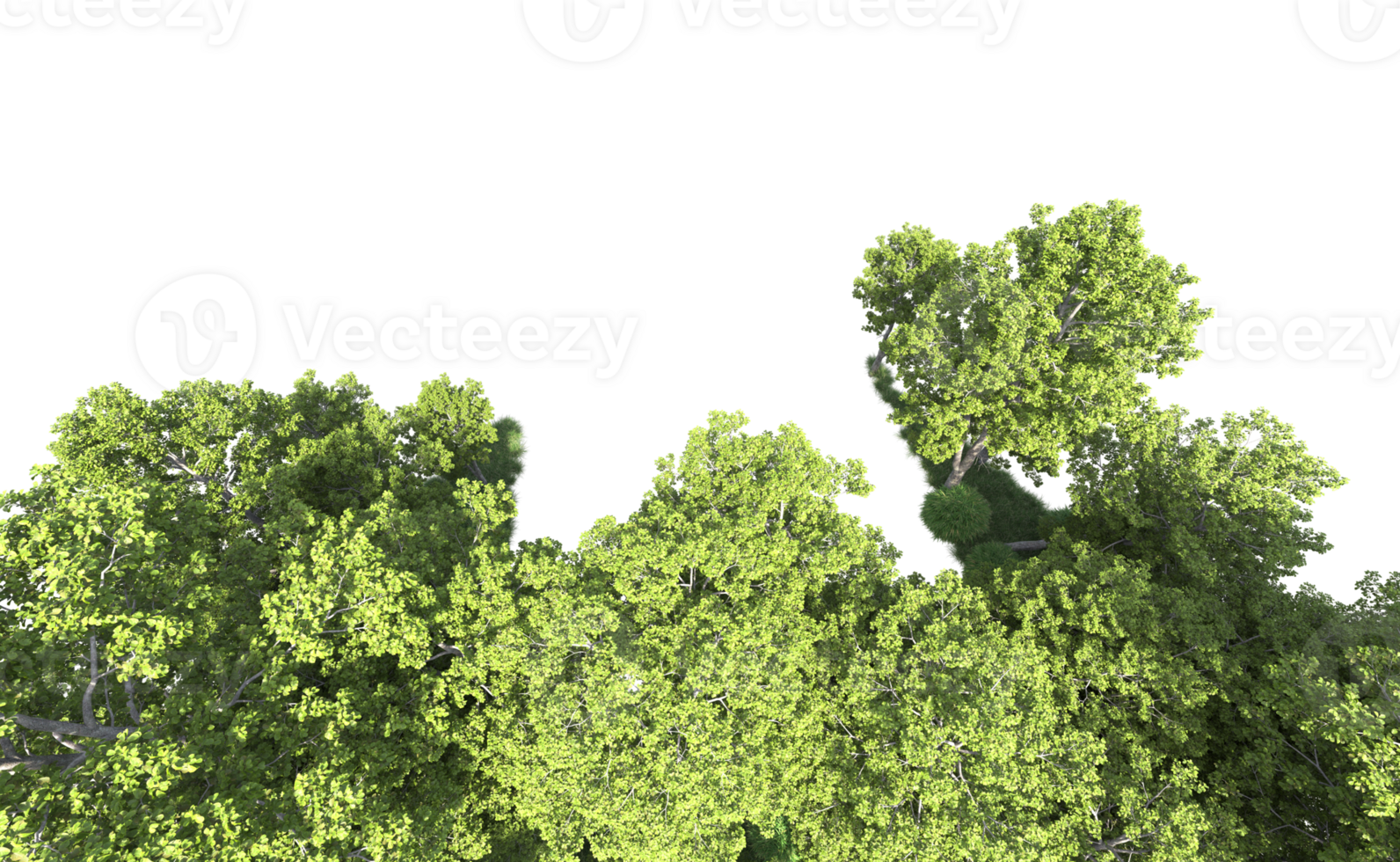 groen Woud geïsoleerd Aan achtergrond. 3d renderen - illustratie png