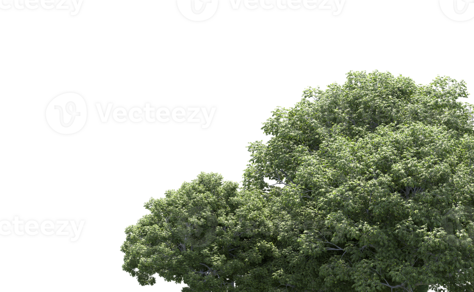 Green forest isolated on background. 3d rendering - illustration png
