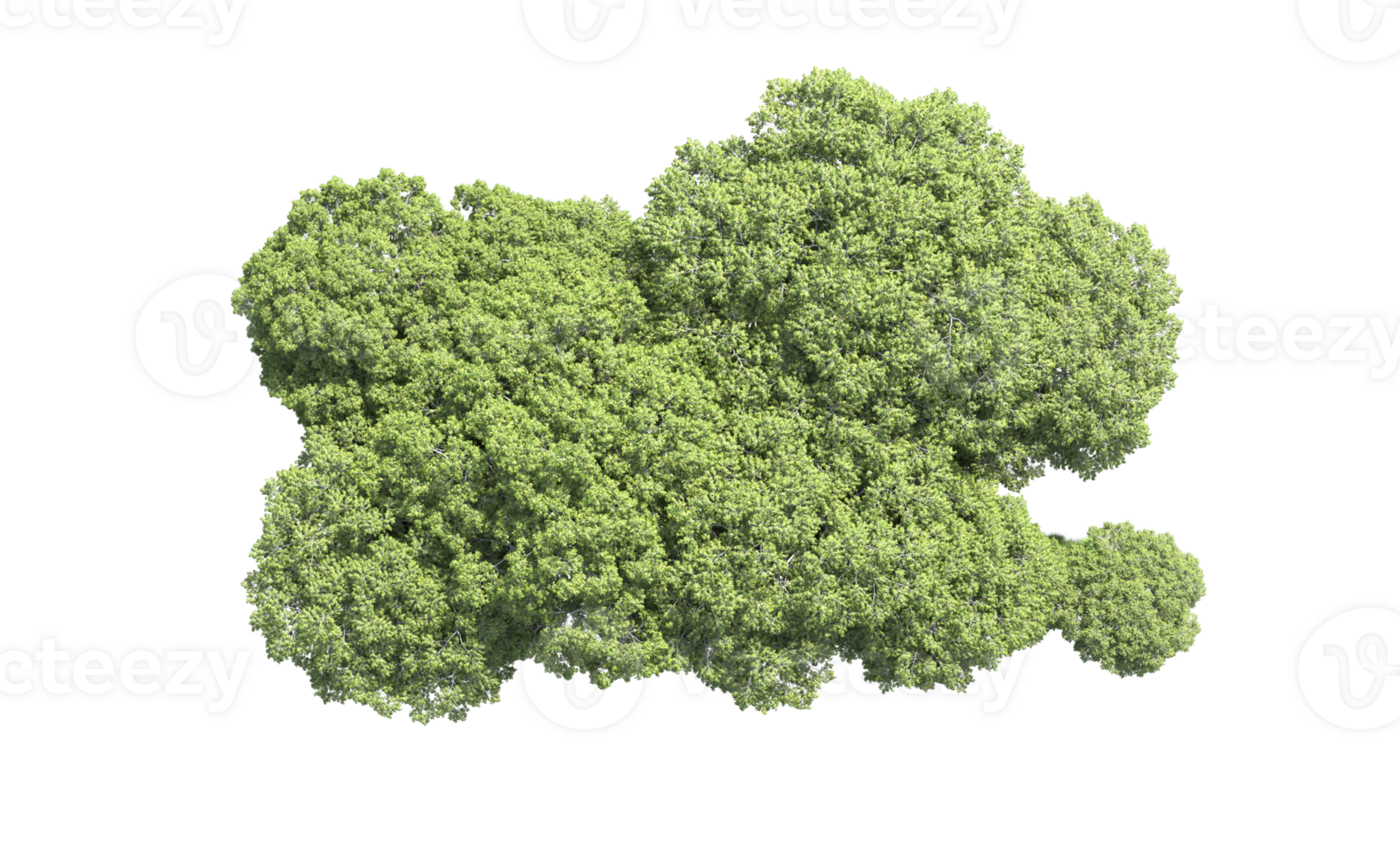 Green forest isolated on background. 3d rendering - illustration png