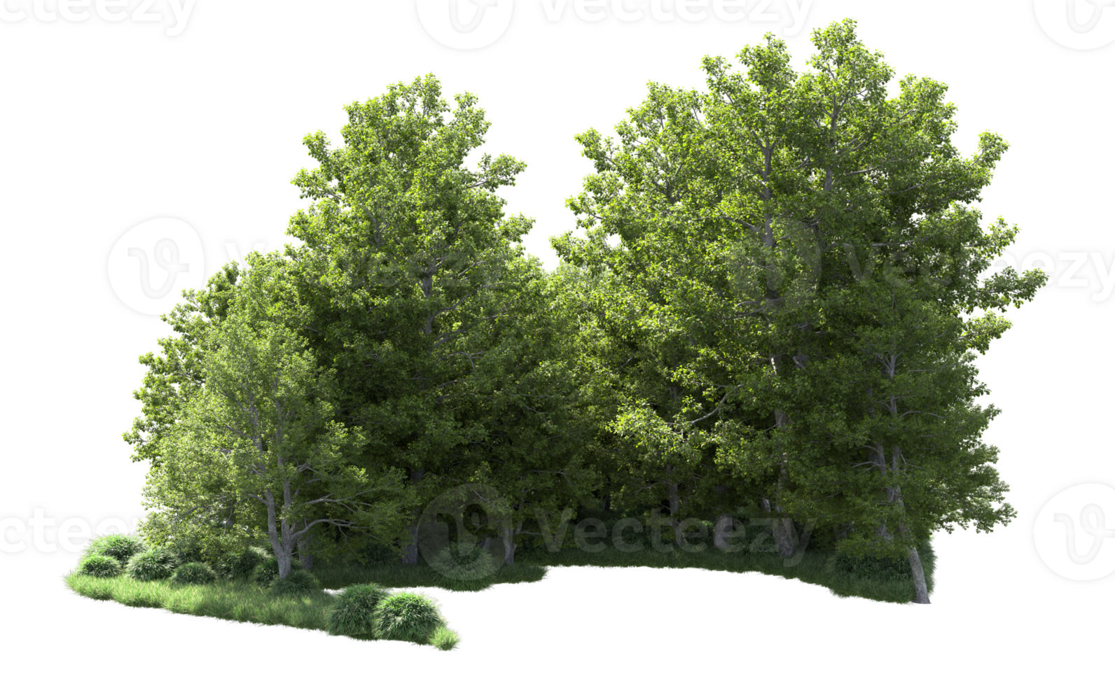Green forest isolated on background. 3d rendering - illustration png