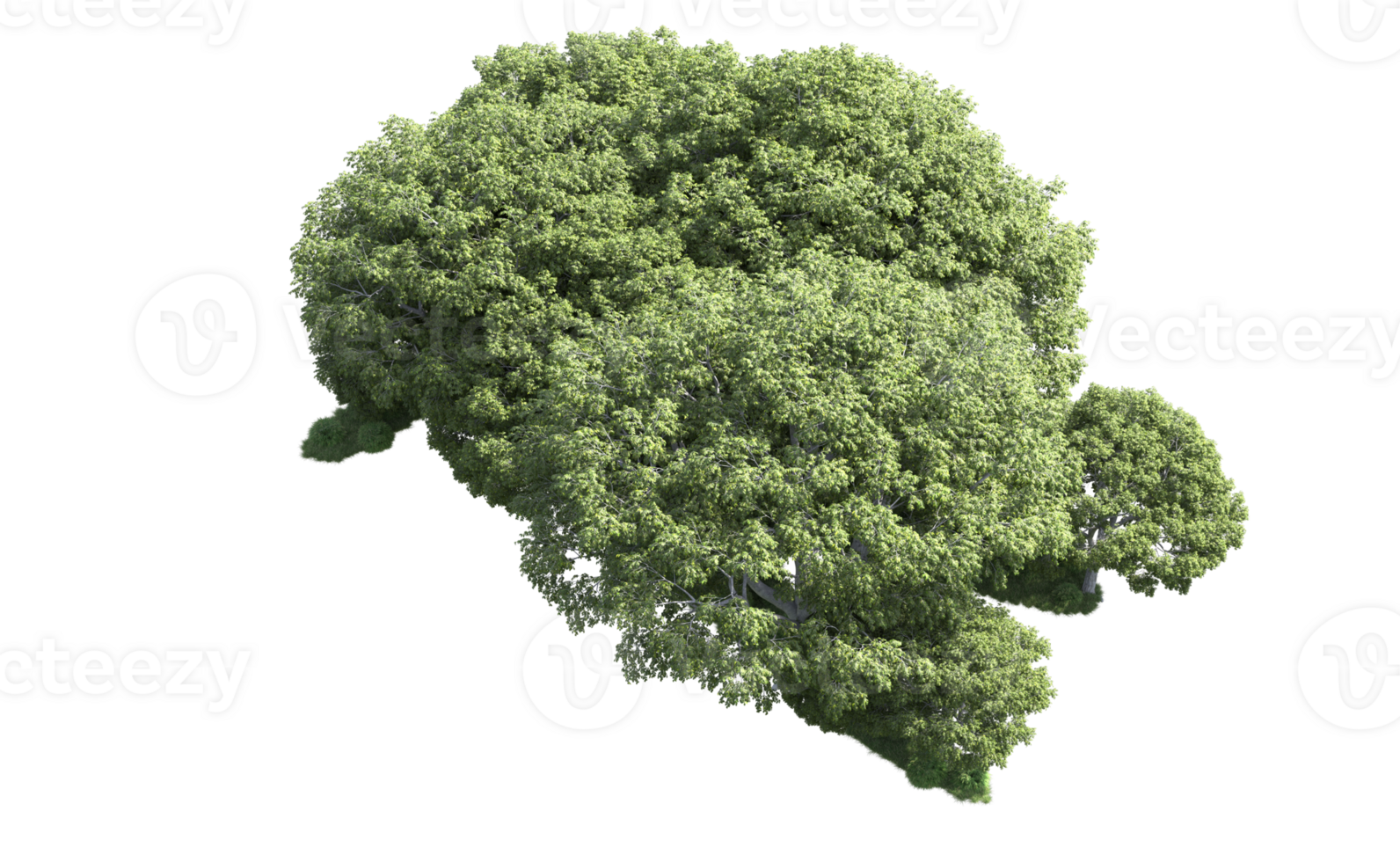 Green forest isolated on background. 3d rendering - illustration png