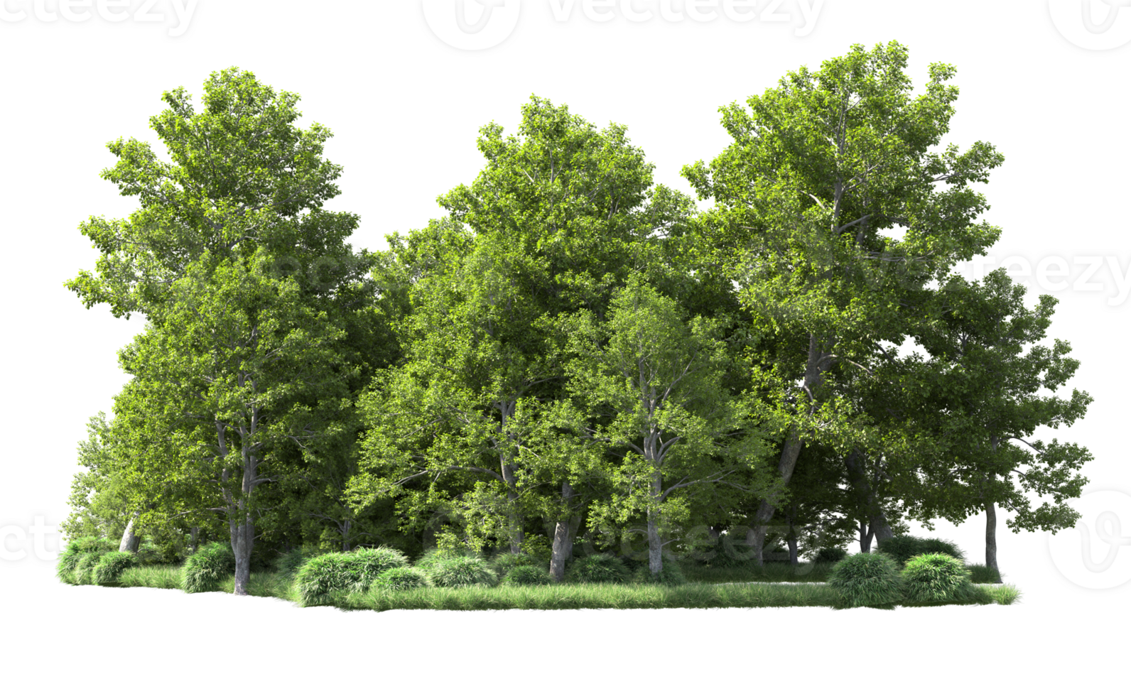 Green forest isolated on background. 3d rendering - illustration png