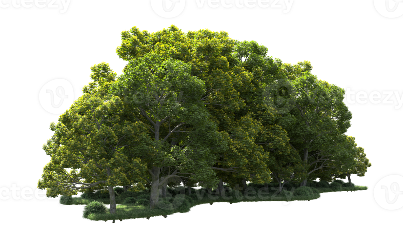 Green forest isolated on background. 3d rendering - illustration png