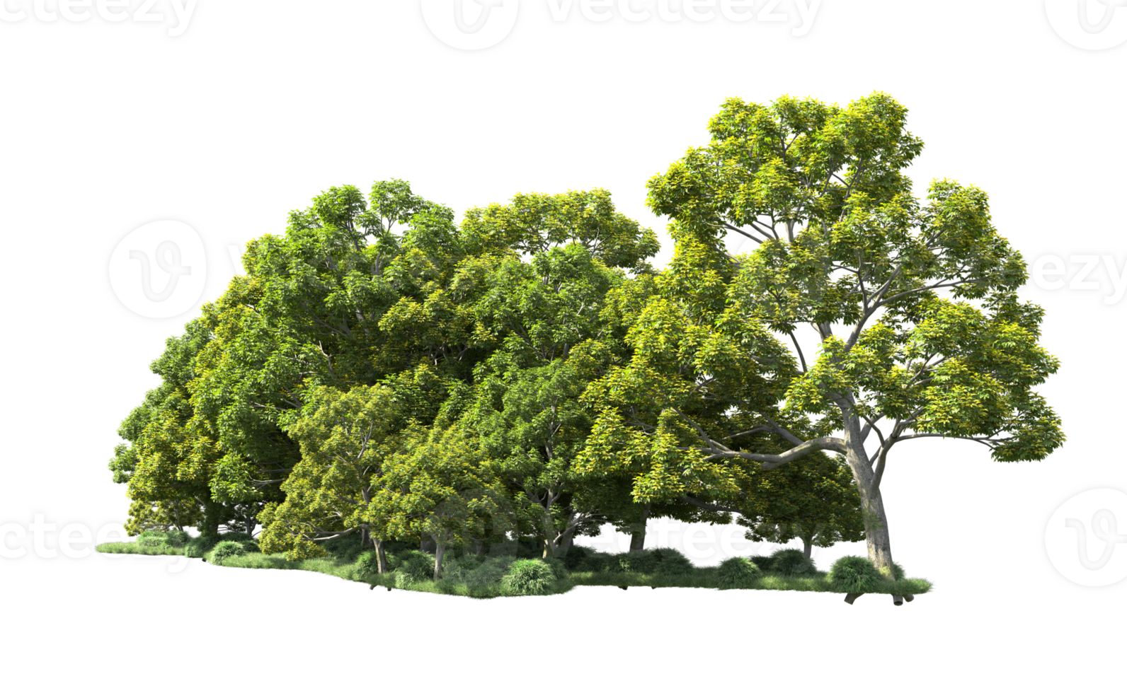 Green forest isolated on background. 3d rendering - illustration png