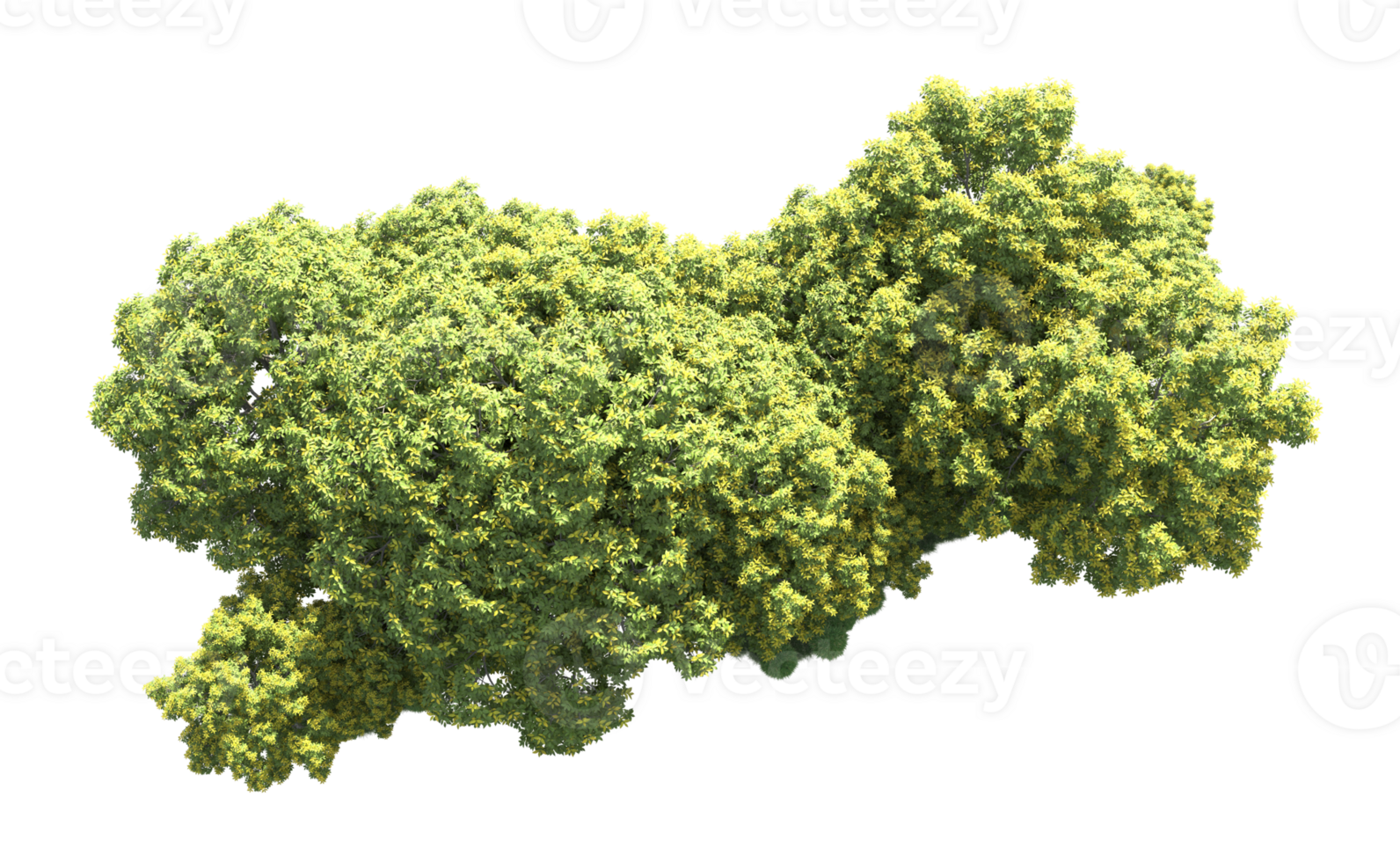 Green forest isolated on background. 3d rendering - illustration png