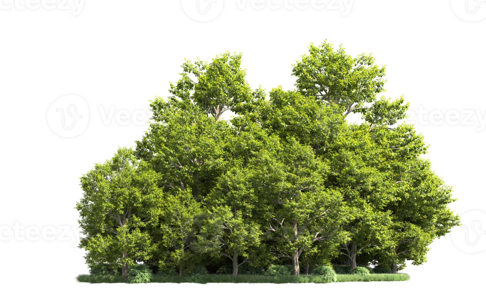 Green forest isolated on background. 3d rendering - illustration png