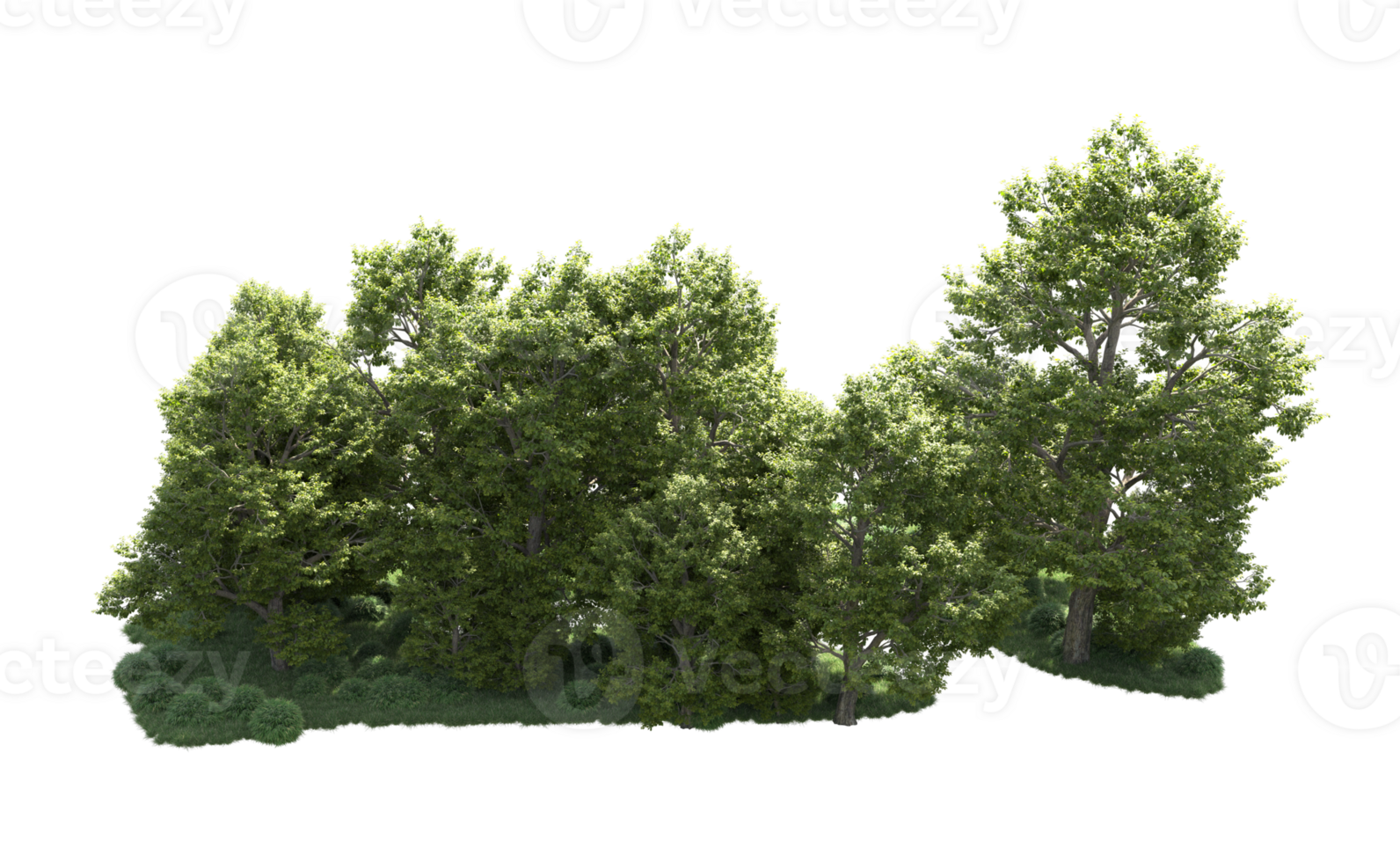 Green forest isolated on background. 3d rendering - illustration png