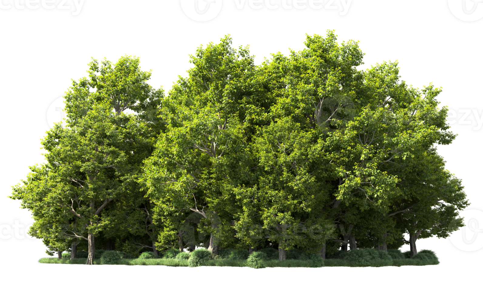 Green forest isolated on background. 3d rendering - illustration png