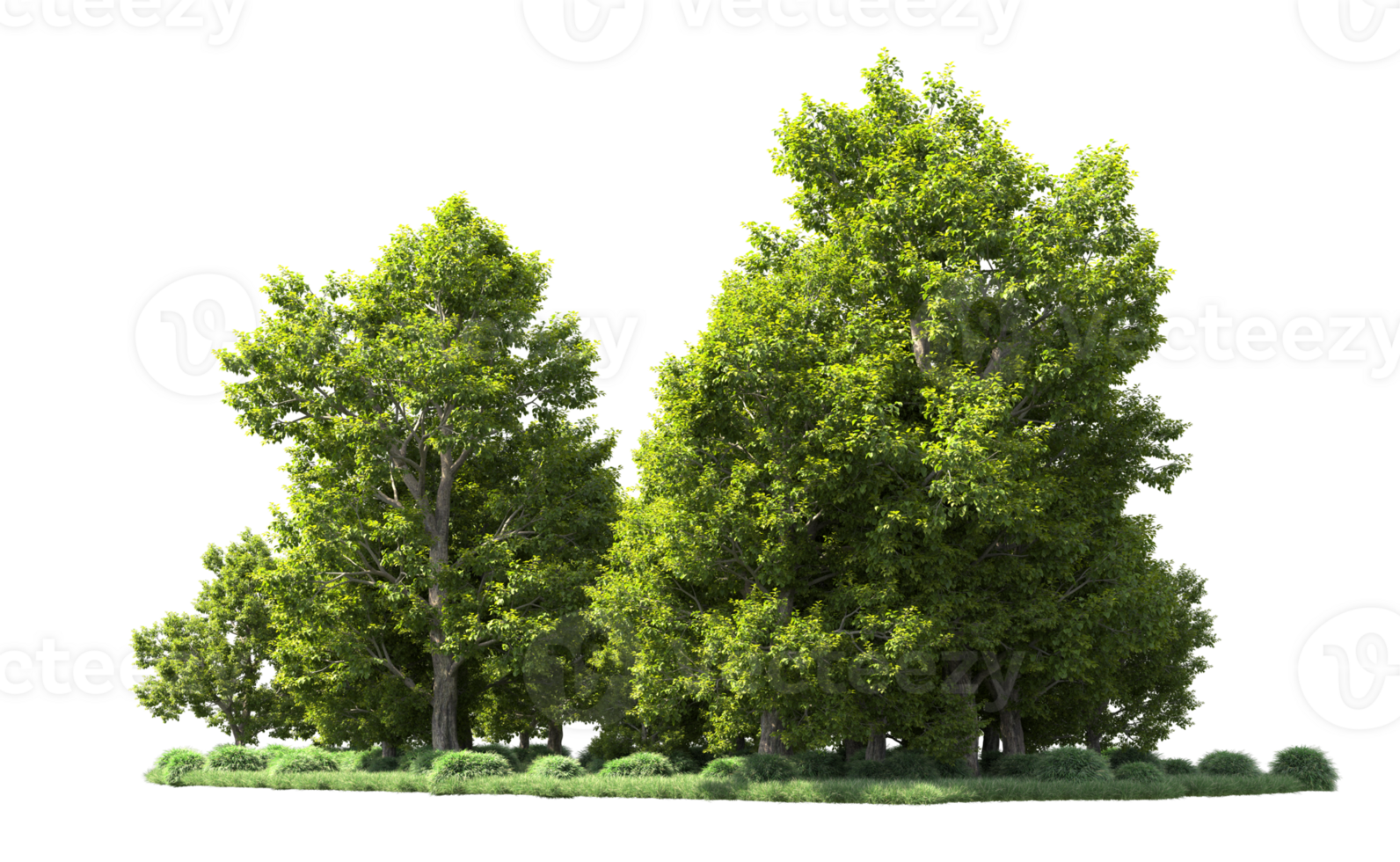 Green forest isolated on background. 3d rendering - illustration png