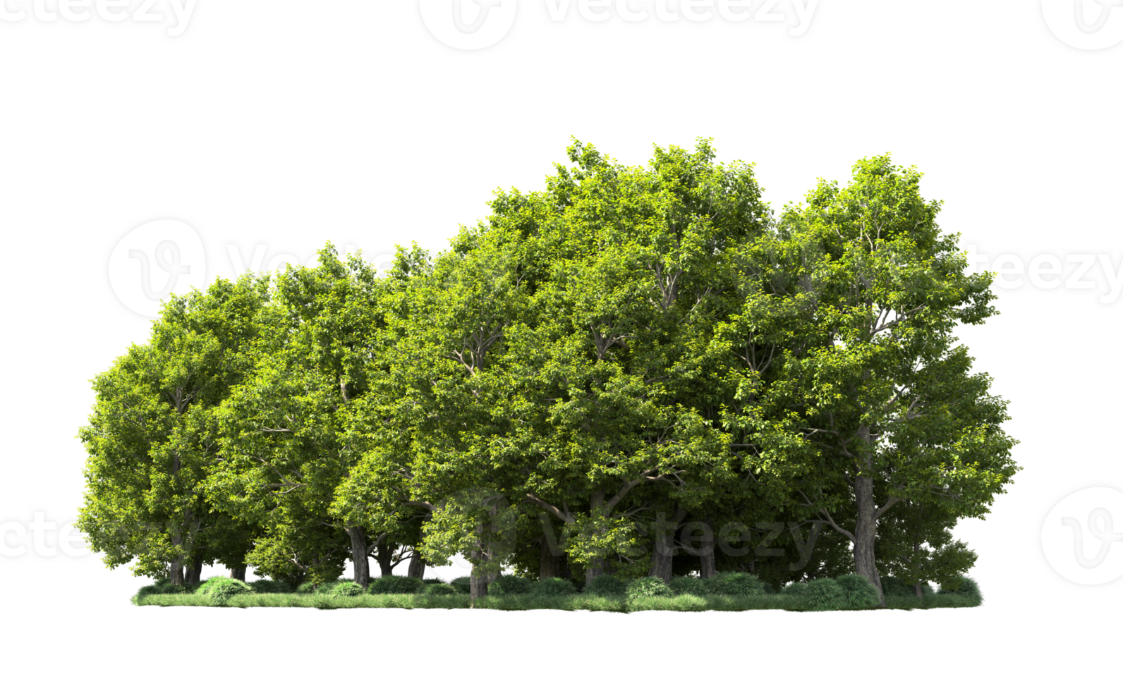 vert forêt isolé sur Contexte. 3d le rendu - illustration png