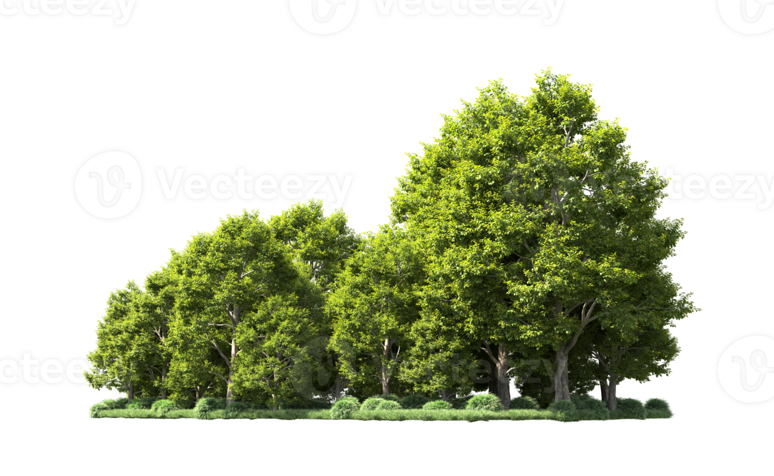 Green forest isolated on background. 3d rendering - illustration png